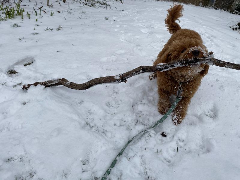 Rosie in the snow with a very large stick in her mouth.