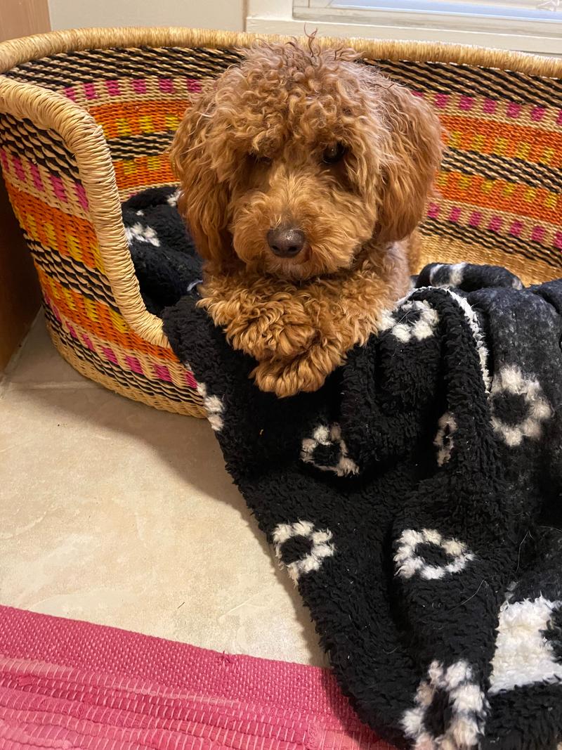 Rosie looking very cute lying on a throw blanket in her straw bed.