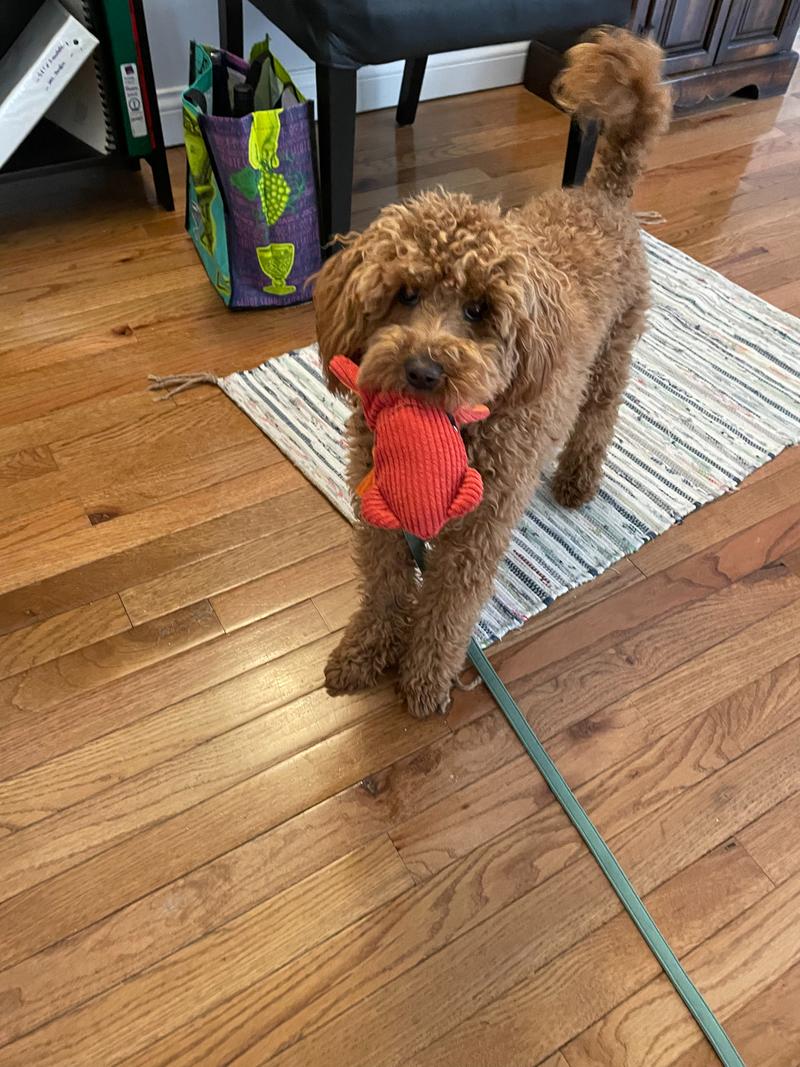 Rosie holding a plush red dog toy in her mouth.