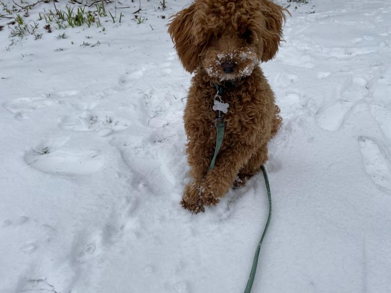 Rosie sitting in the snow with her fluffy face covered in snow.