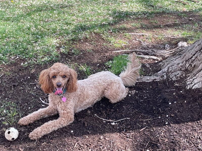 Rosie at Hidden Park, looking happy with her long-lasting rubber ball