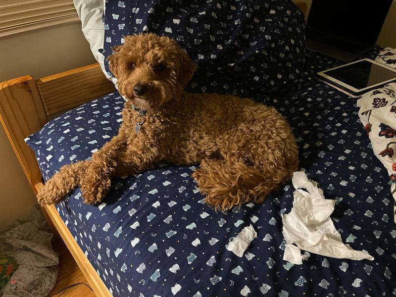 A fluffy Rosie, looking innocent after having shredded a kleenex lying nearby