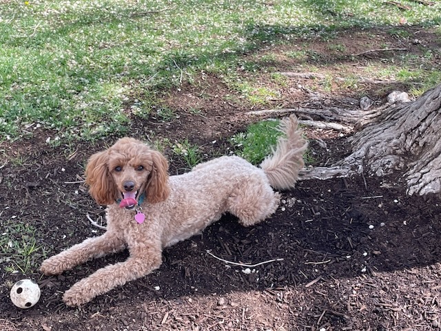 Rosie the Dog lying in Hidden Park looking very happy, taken in March 2026.