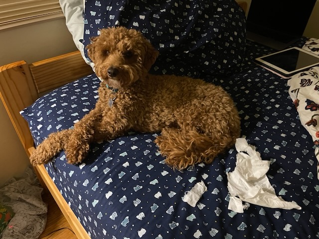 Rosie the Dog looking innocent, near a torn kleenex.